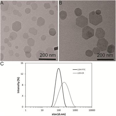 The Pathways for <mark class="highlighted">Layered Double Hydroxide</mark> Nanoparticles to Enhance Antigen (Cross)-Presentation on Immune Cells as Adjuvants for Protein Vaccines